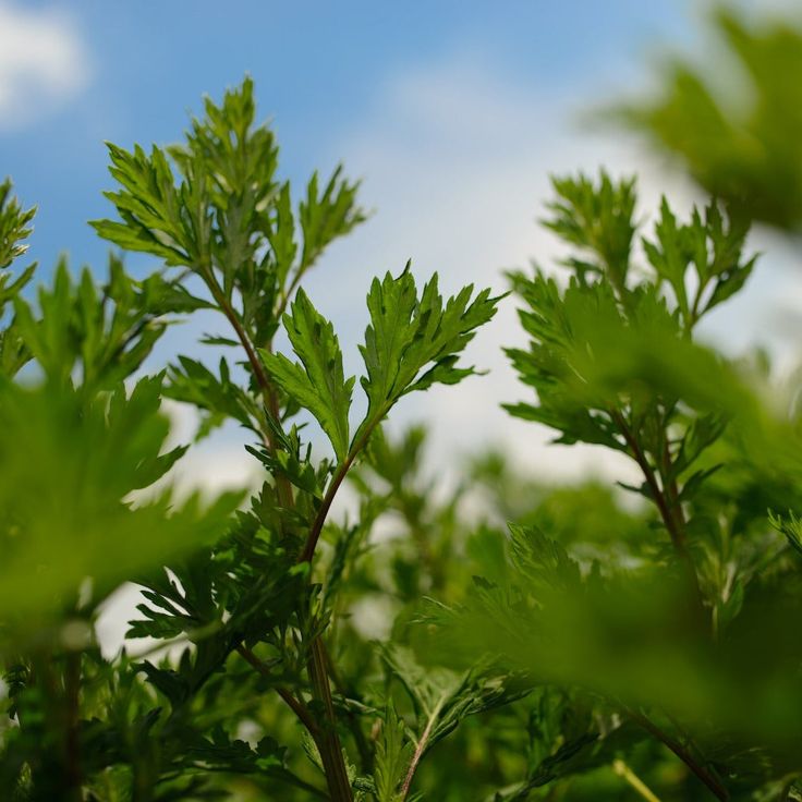 Panties to Prevent Infections: Lip Leap's Science-Backed Mugwort Solution